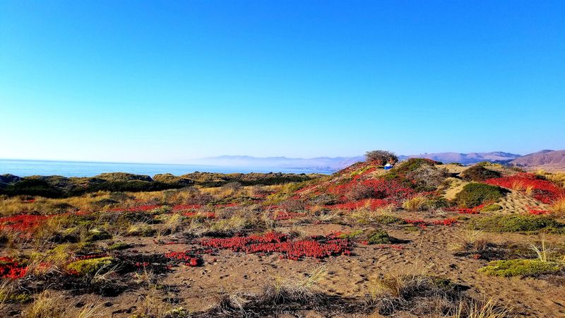 Bodega Dunes Campground, Bodega Bay