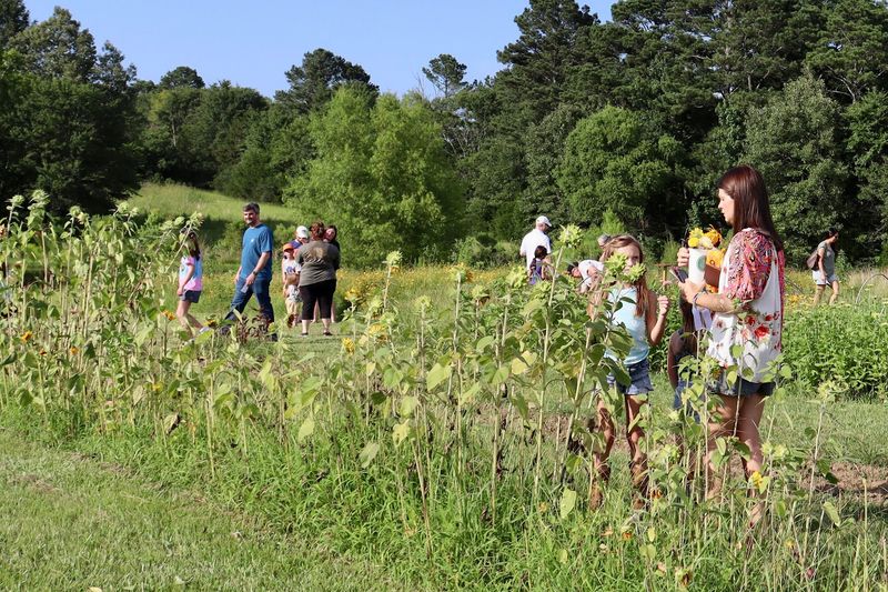Pick A Bucket Of Flowers At Twelve2 Farm U-Pick