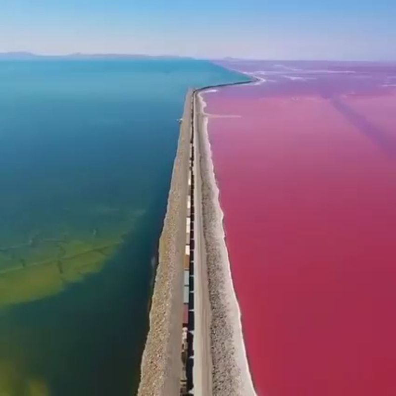 Wildlife Hanging By A Thread