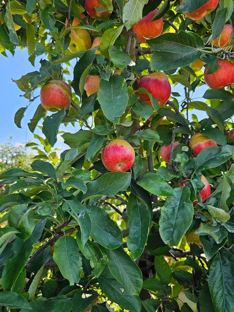 Best Times And Seasons To Visit The Farm