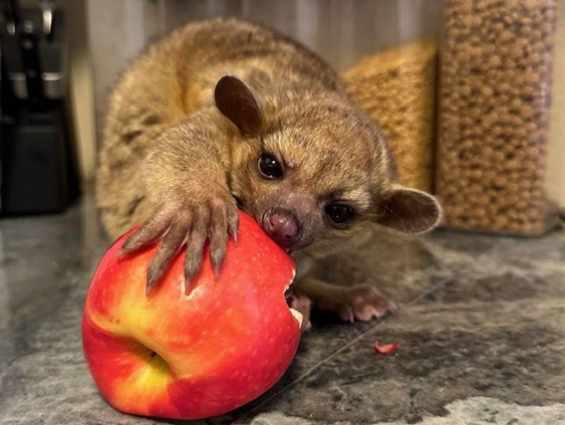 Behind The Scenes Care And Feeding Practices