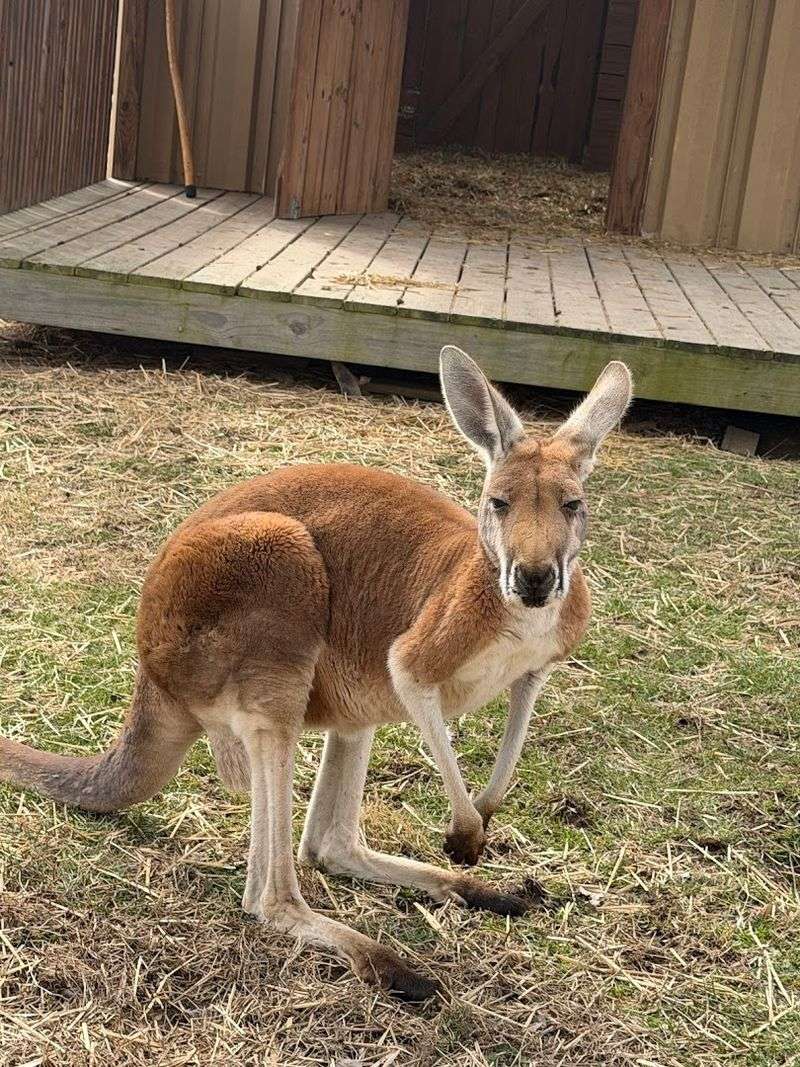 The Animals That Visitors Keep Coming Back To See Again