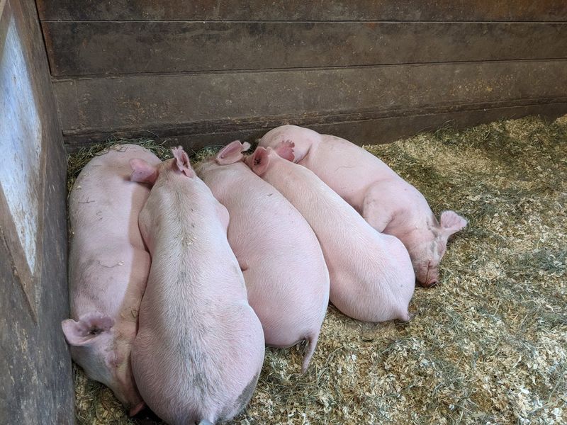 Farm Animals That Bring The Barnyard To Life For Young Visitors