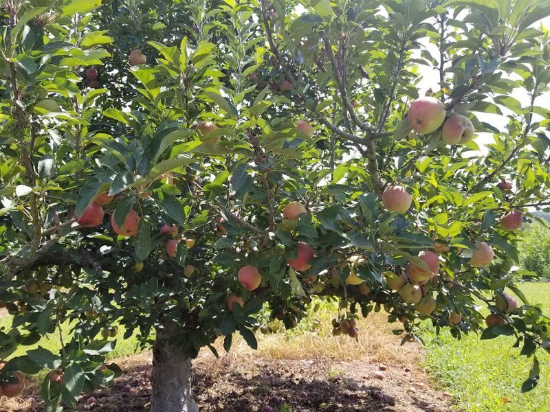 Morning Glory Orchard, Nolensville, TN