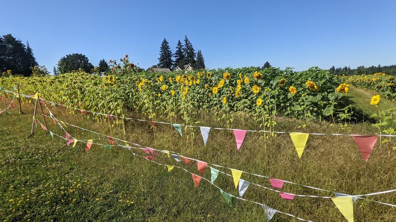 Local Food And Refreshing Treats Available