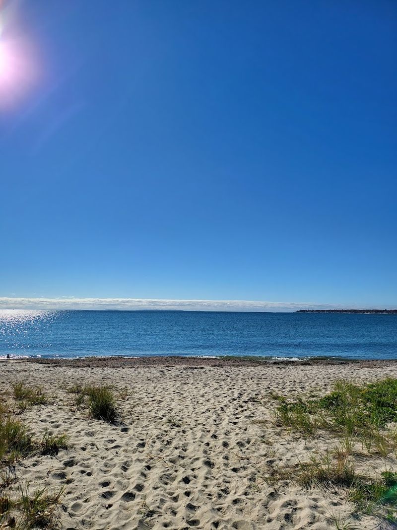 Local Flora Thriving In Sandy Beach Environments