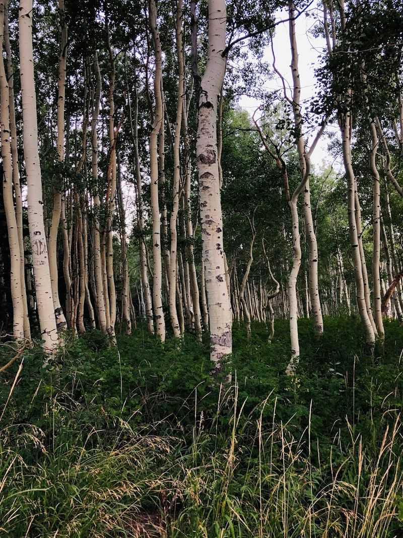 Preserving Natural Beauty Through Responsible Hiking