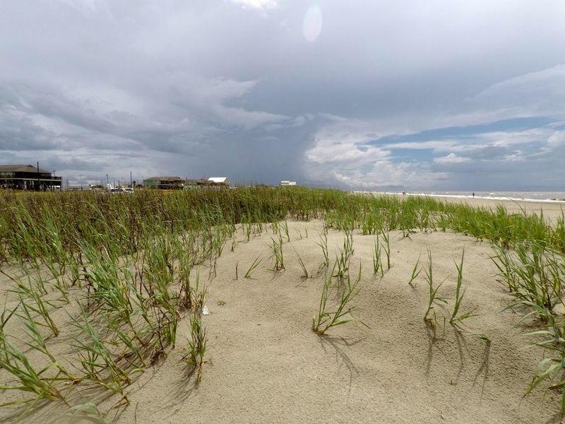 Local Flora And Ecosystems Near Louisiana Beaches