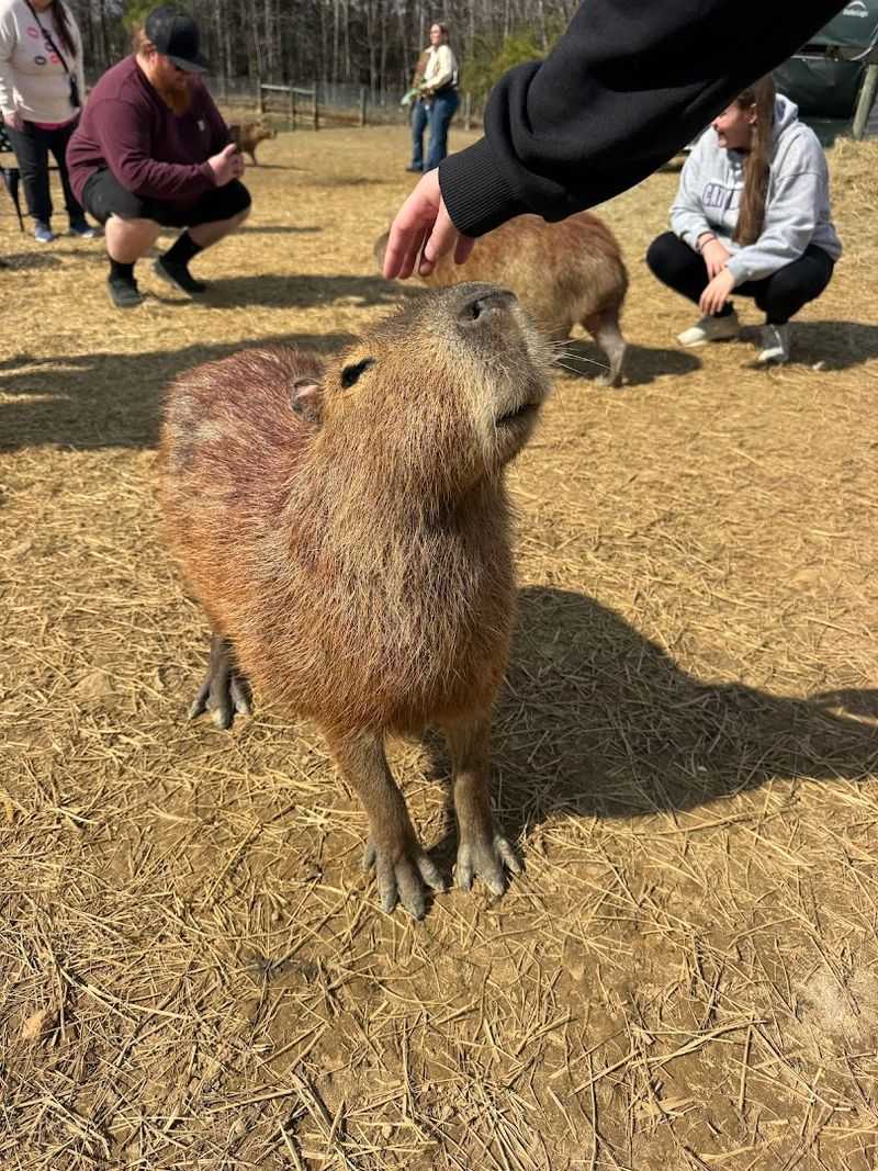 Capybara Habitat And Behavior Insights
