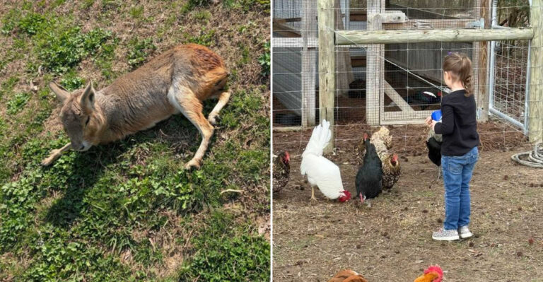 Experience Close Encounters With Capybaras At This Unique North Carolina Animal Haven