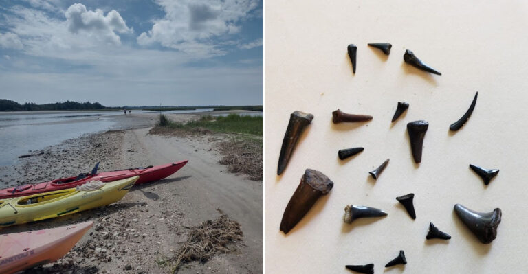 Explore The Best North Carolina Spots For Hunting Shark Teeth Gemstones Quartz And More