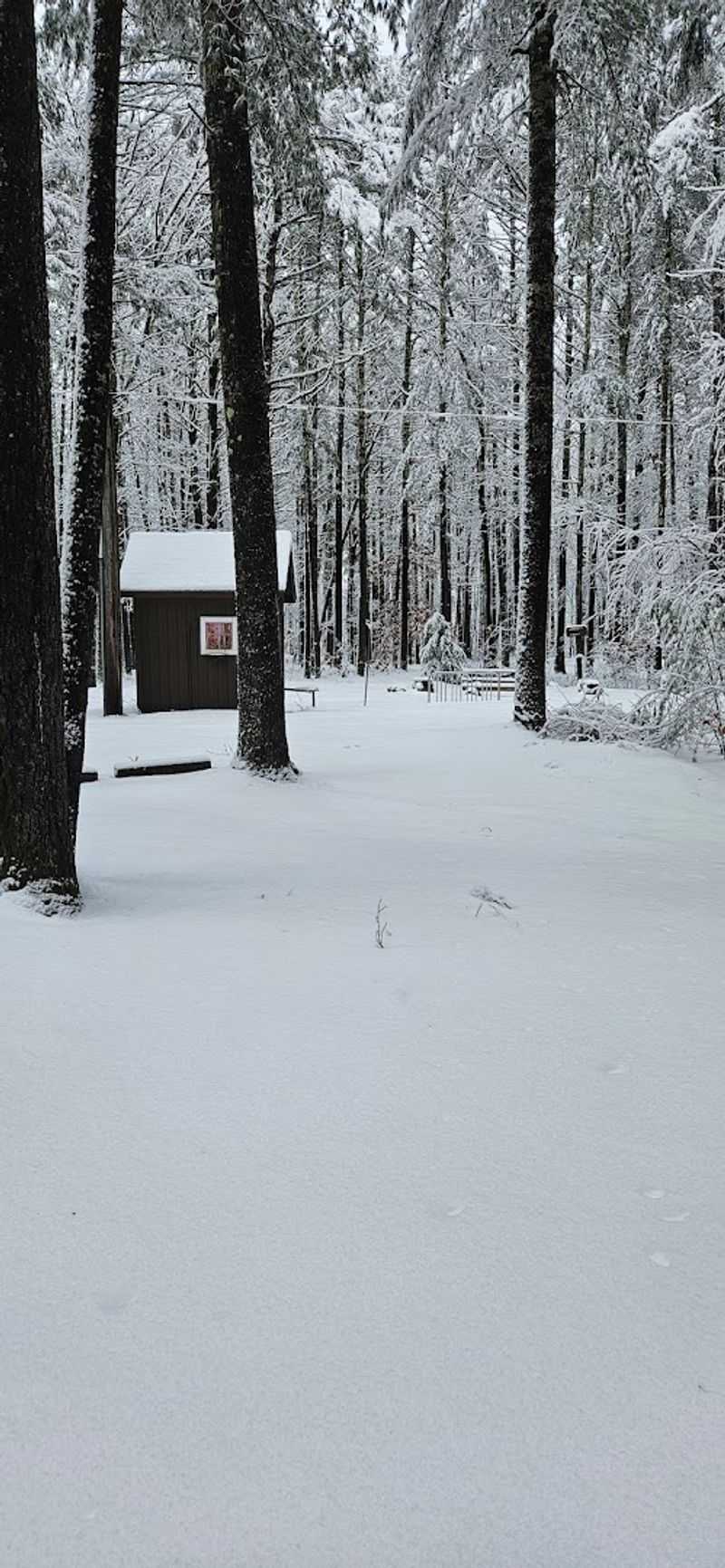 Winter Visits And The Particular Silence Of A Snow-Covered Forest