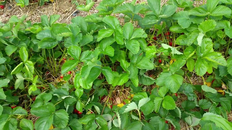 Educational Opportunities About Sustainable Farming