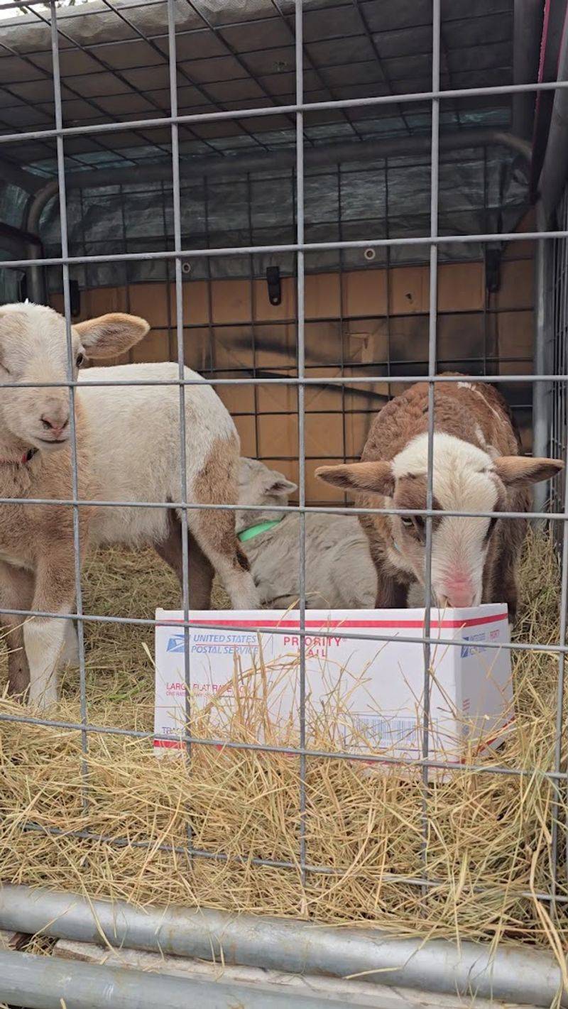 A One-Of-A-Kind Farm Visit With Live Animals