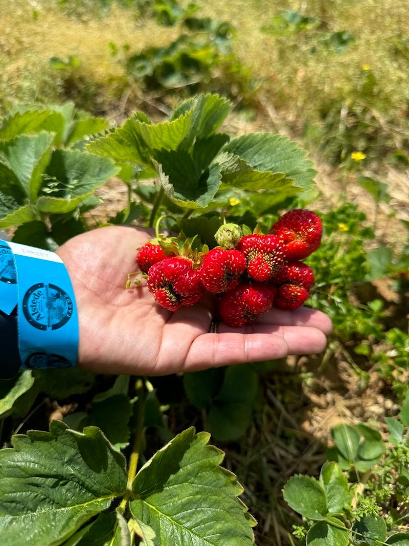 Creative Recipes Using Freshly Picked Berries