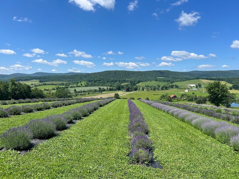 Slate Hill Lavender Farm