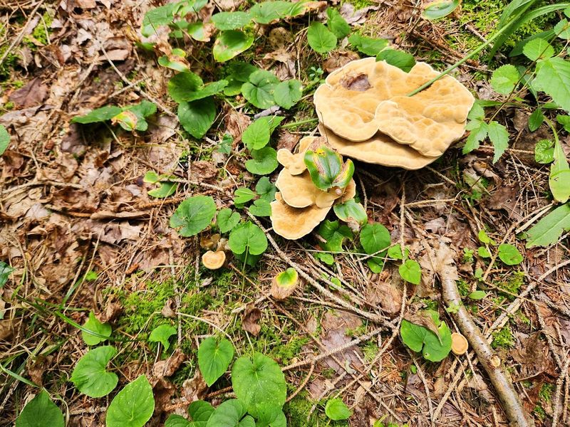 Connecticut Hill State Forest: The Chanterelle Champion