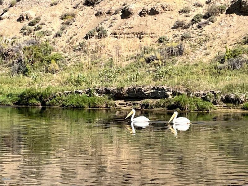 Local Wildlife That Shares The Waters