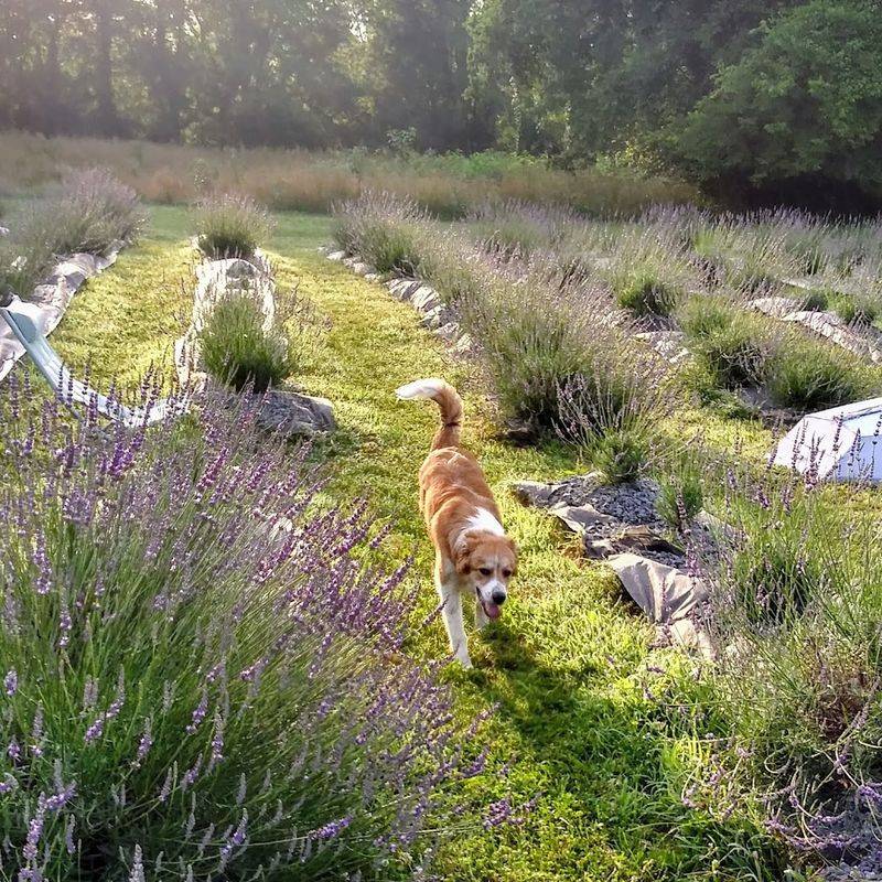 Gigi's Lavender Farm And Nursery, Joelton