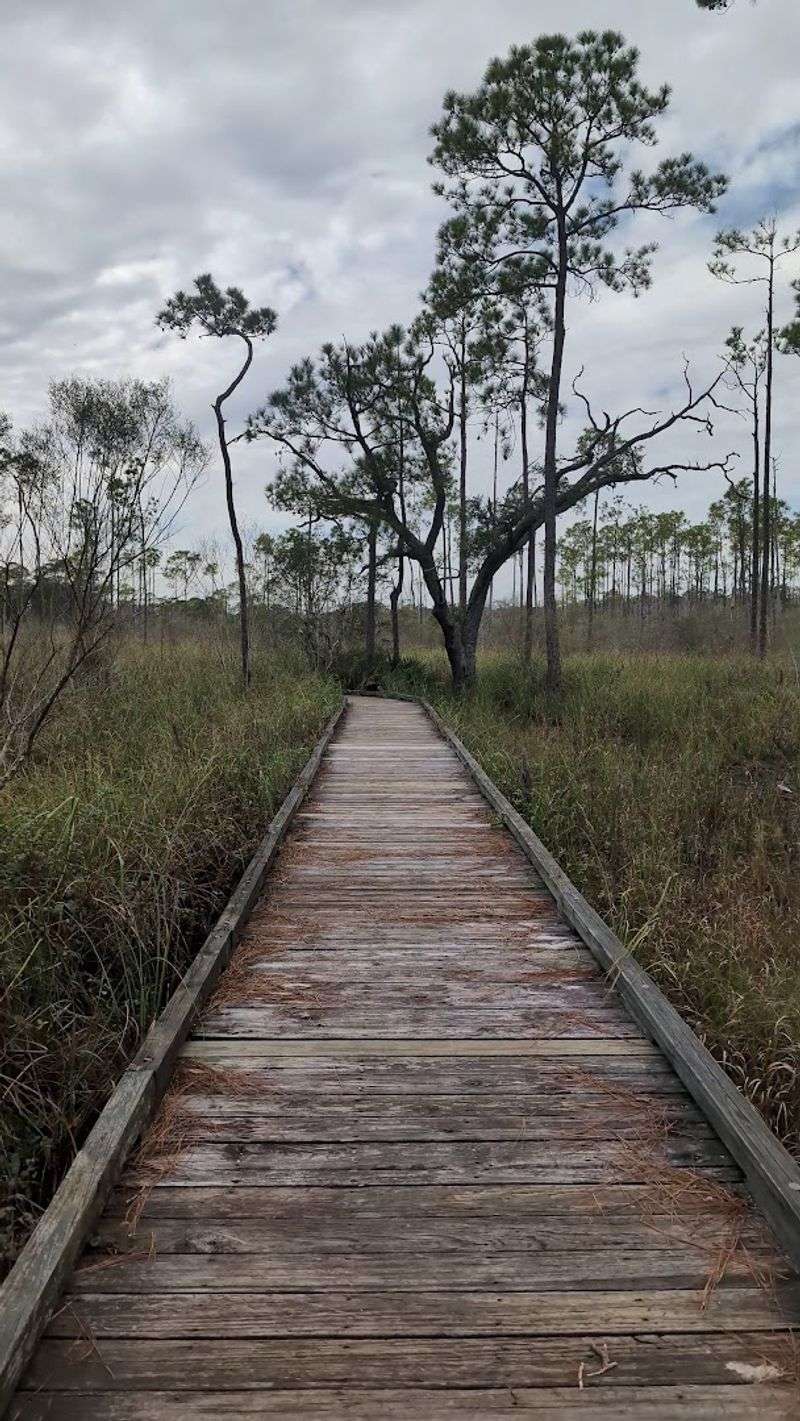 Navigating Through The Forest Terrain