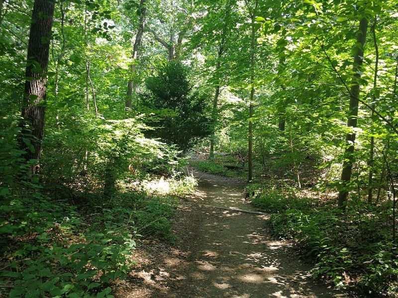 Nature Trail At Sagamore Hill