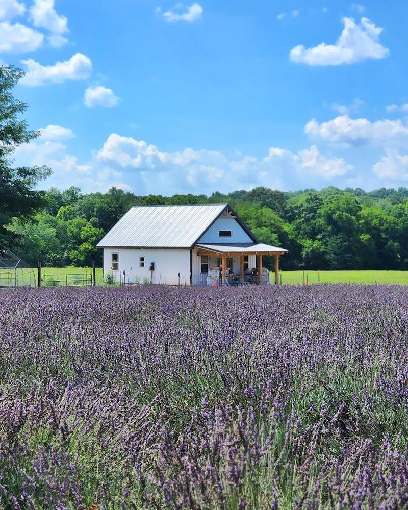 Oak Grove Lavender Farm, Hohenwald