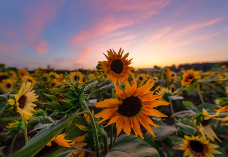 Wickham Farms Sunflower Spectacular