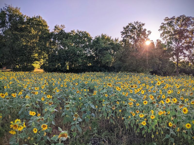 The Sunflower Festival And Community Celebrations