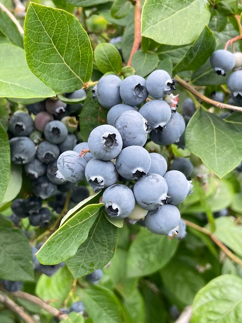 More Than Just Apple Picking