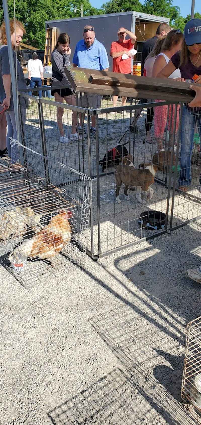 The Auction Area Adds A Whole New Layer Of Excitement
