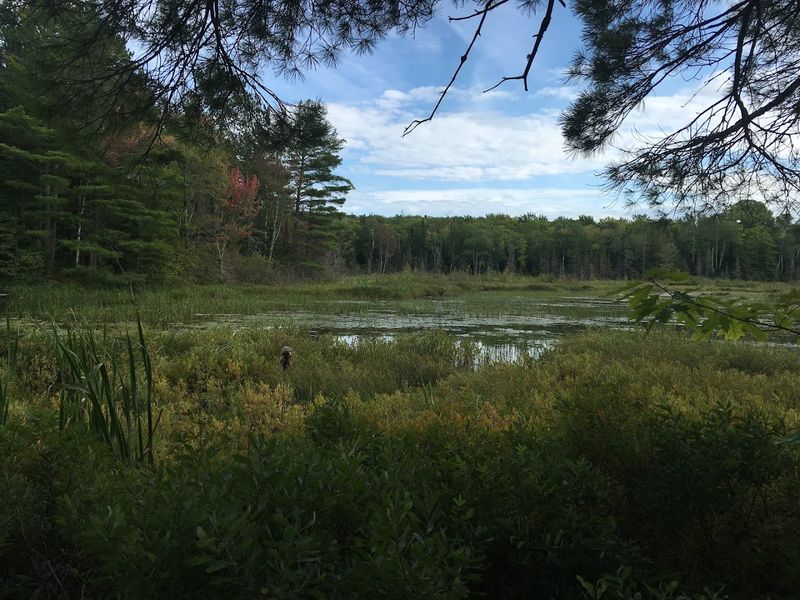 The Larger Conservation Area Covers About 300 Acres