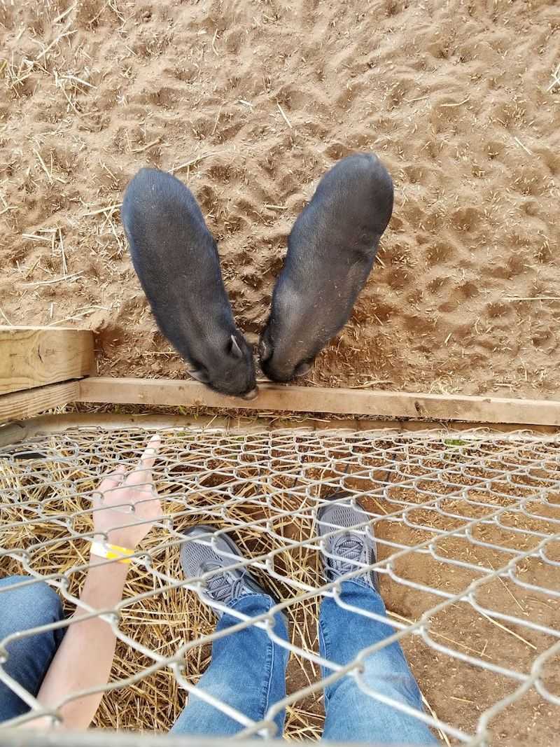 Animals, Pig Races, And The Petting Barnyard