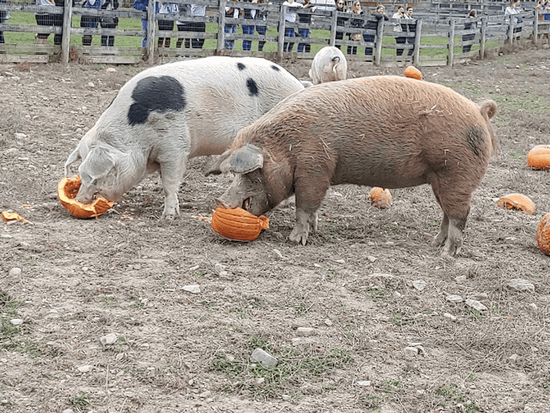The Rescued Animals Who Steal Every Heart On The Tour