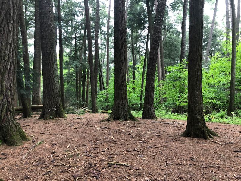 The Forest Preserves A Rare Glimpse Of Wisconsin's Past