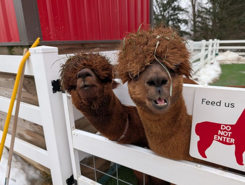 Each Alpaca Has Its Own Personality
