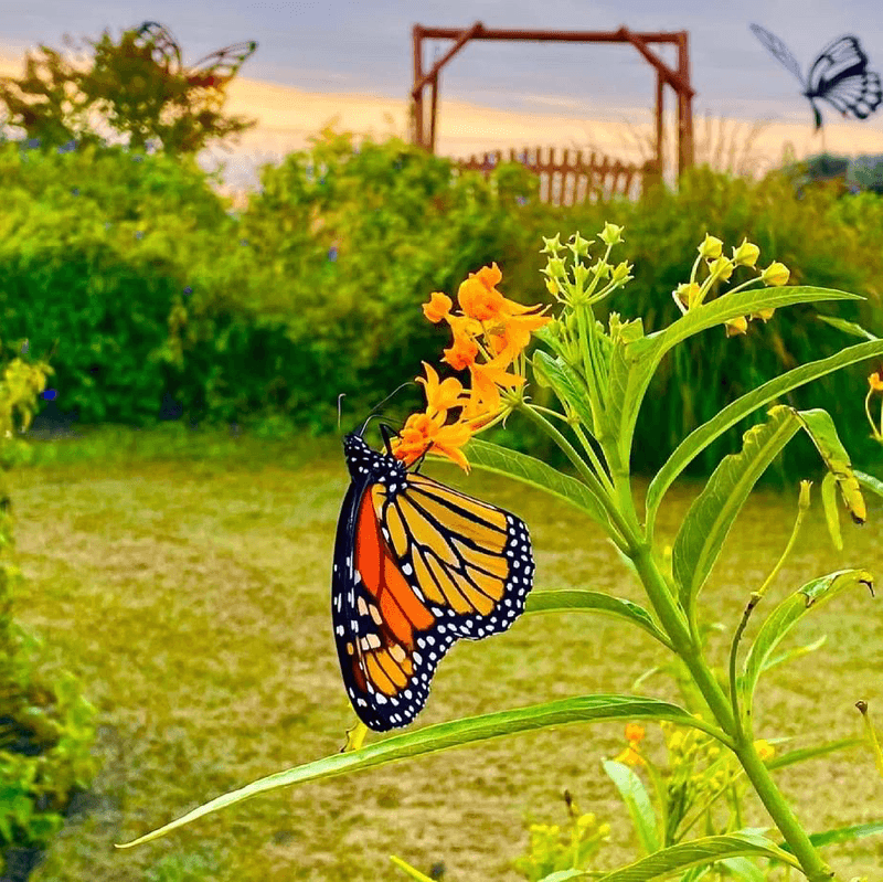 A Butterfly Garden And Walking Trail Add More To Explore Beyond The Water