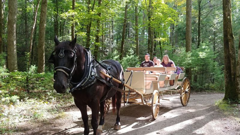 Horse-Drawn Carriage Rides For A Slower Pace