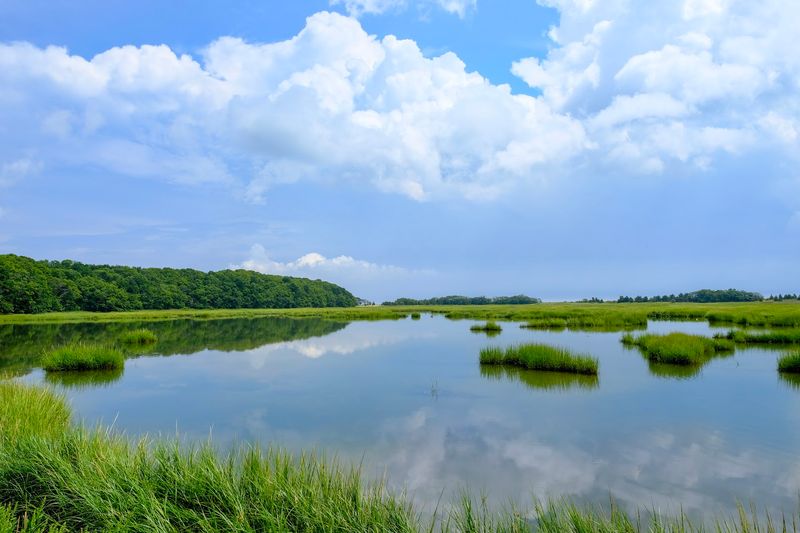 The Salt Marsh That Deserves More Attention