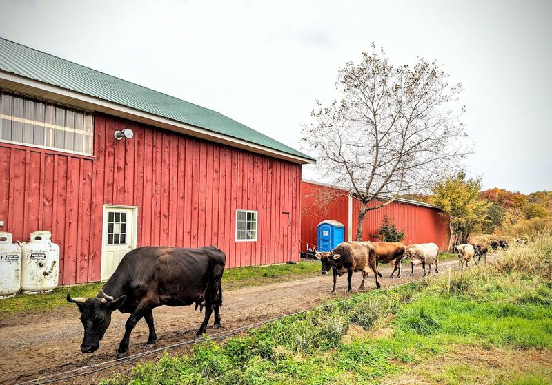 Biodynamic Farming Before It Was Cool