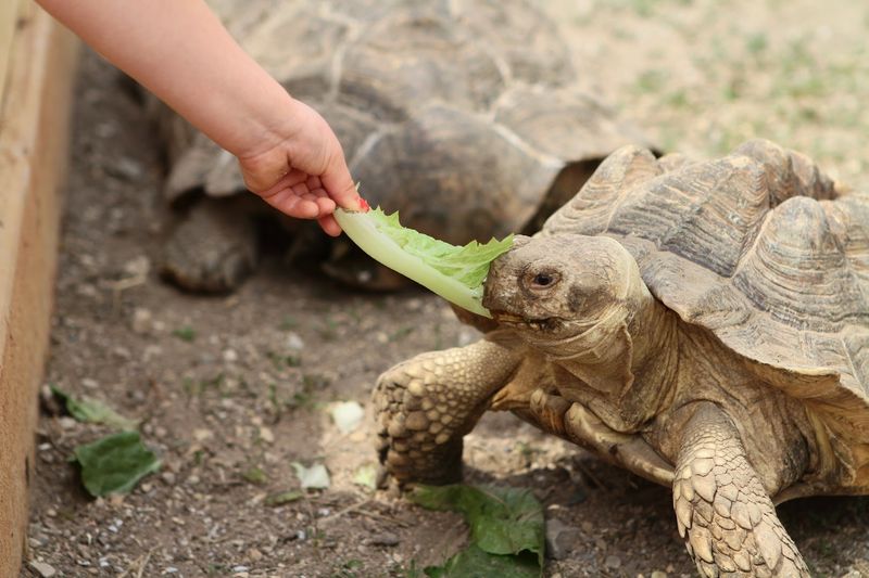 The Daily Tortoise Feeding Is A Surprise Favorite