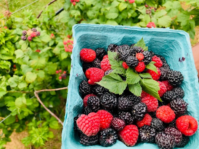 Homemade Desserts Crafted From Farm Fresh Ingredients