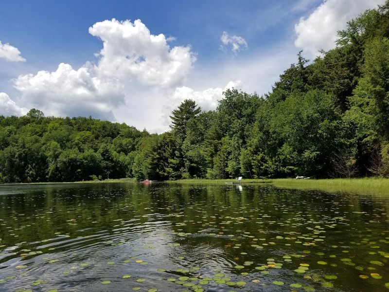 The Trees Survived Wisconsin's Heavy Logging Era