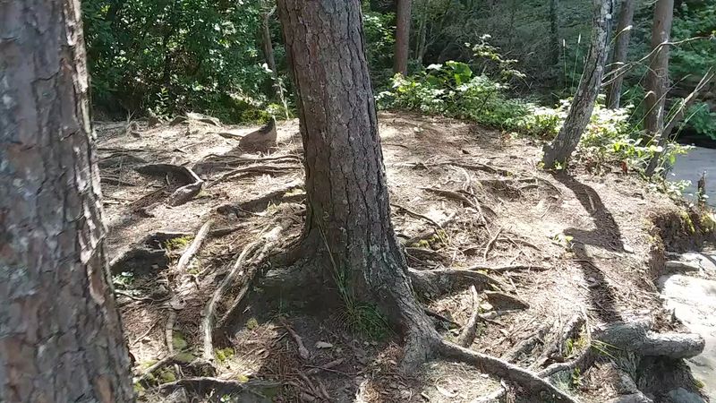 Falling Waters Preserve