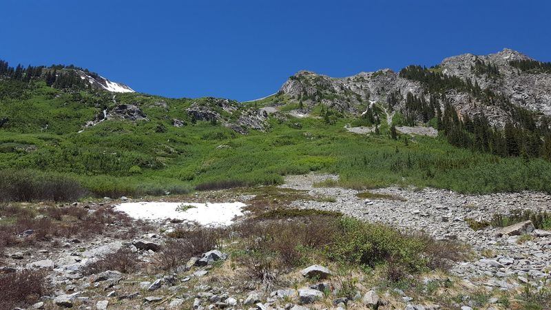 Local Flora Unique To Mountain Spring Regions