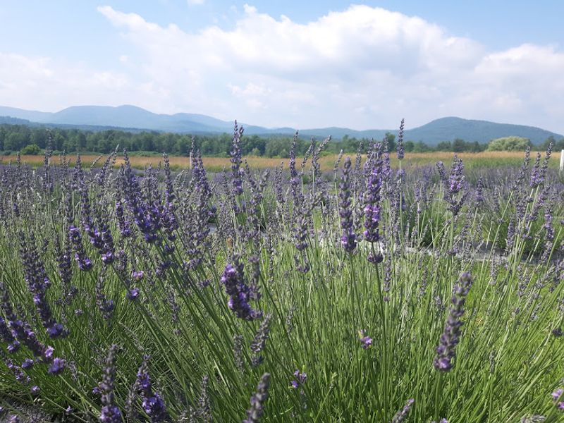 Adirondack View Lavender