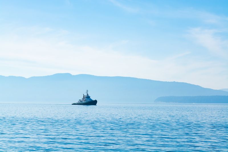 Birdwatching In Samish Flats