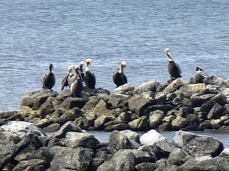 Wildlife, Wetlands, And Wings Along The Way