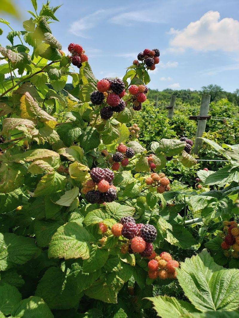 Tips For Enjoying Berry Picking With Family