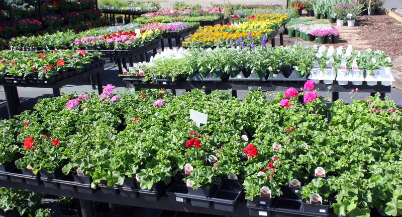 Fresh Flowers And Plants Grown For Tennessee Conditions