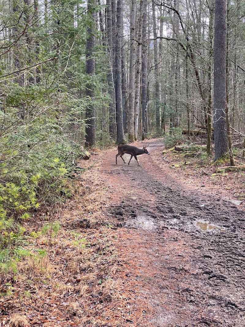 Wildlife Encounters That Make Every Ride Memorable